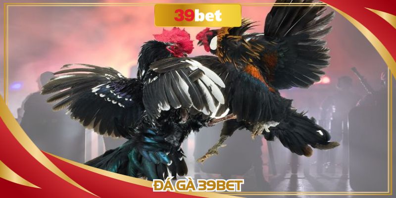 Đá Gà 39BET: Sân Chơi Cá Cược Gay Cấn Và Hấp Dẫn Nhất