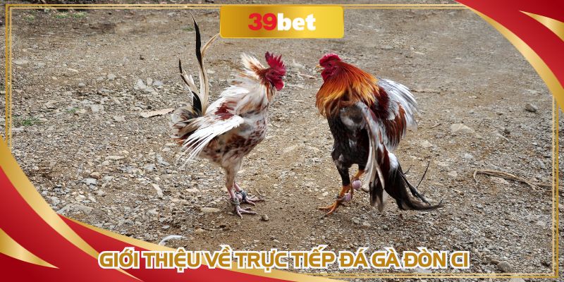 Hình thức đặc biệt thu hút nhiều khán giả